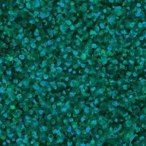 Ocean - Paint Drops - 118" EXTRA WIDE - Oasis Fabrics